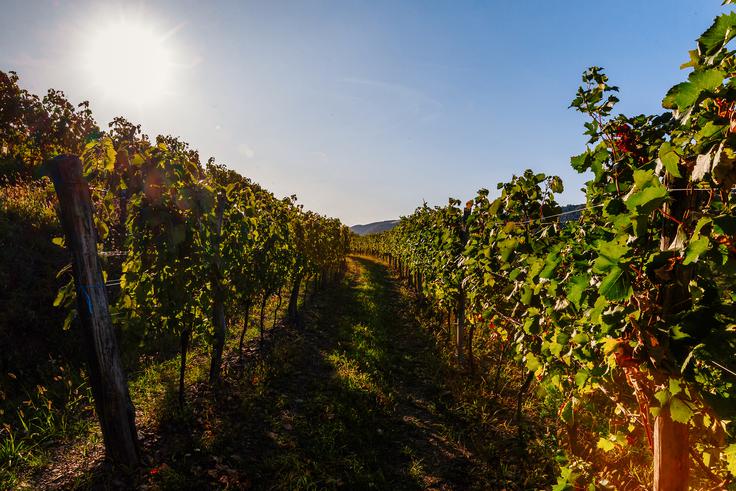 Vinogradi v Vipavski dolini | Foto: www.slovenia.info/sl