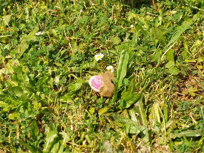 Na Hrvaškem se začenja velika akcija cepljenja lisic proti steklini