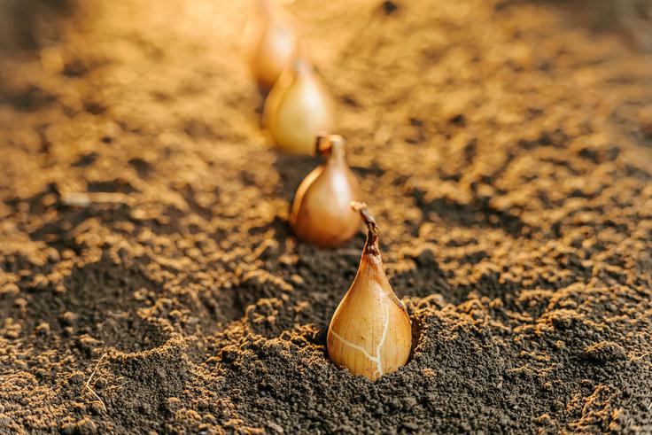 Čebula | Foto: Shutterstock