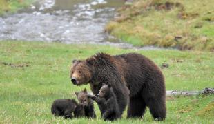 V občini Mengeš opazili medvedko z mladičema