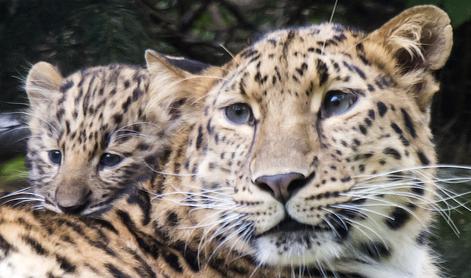Svet je bogatejši za dva amurska leoparda