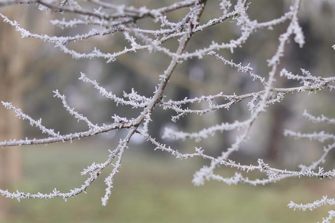 pozeba, zima, zmrzal | Foto: STA