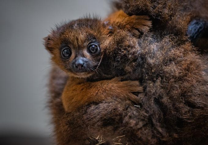 lemur | Foto: cover images
