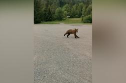 Pozor: na Rakitni v kamero ujel medvedjega mladiča #video
