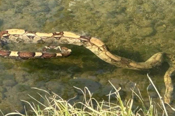 Piton | Kadaver pitona je plaval v potoku Rogoznica.  | Foto FB/Radio Ptuj/Sergeja Puppis Freebairn