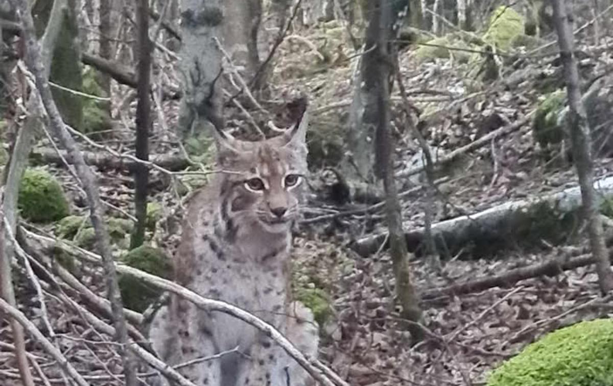 Slovenski državni gozdovi, ris | Foto Facebook/Slovenski državni gozdovi/Anja Pirc