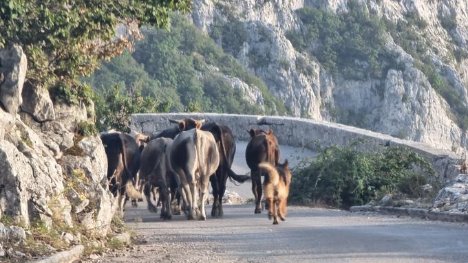 Biokovo cesta | Foto: Metka Prezelj