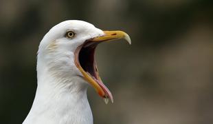 Pri divjih pticah v Ljubljani in Kopru potrdili ptičjo gripo