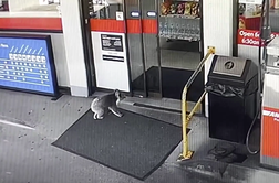 Radovedna koala zatavala na bencinsko črpalko in se poigrala z osebjem #video