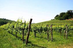 Kino Šiška bodo zasedla goriška vina in glasba