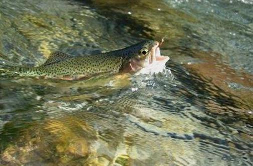 Ribiči obeležujejo prvi dan slovenskih ribičev