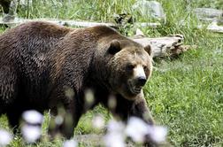 Po primorski avtocesti je kolovratil medved