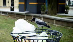 V Zagrebu agresivne vrane napadajo kolesarje