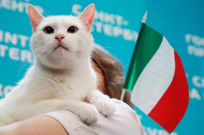 Ahil Maček St. Peterburg Euro 2020 | Ruski maček Ahil je napovedal današnjo zmago Italije. | Foto Reuters