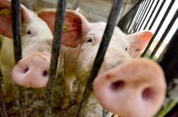 Afriško prašičjo kugo potrdili še pri 29 divjih svinjah na vzhodu Nemčije