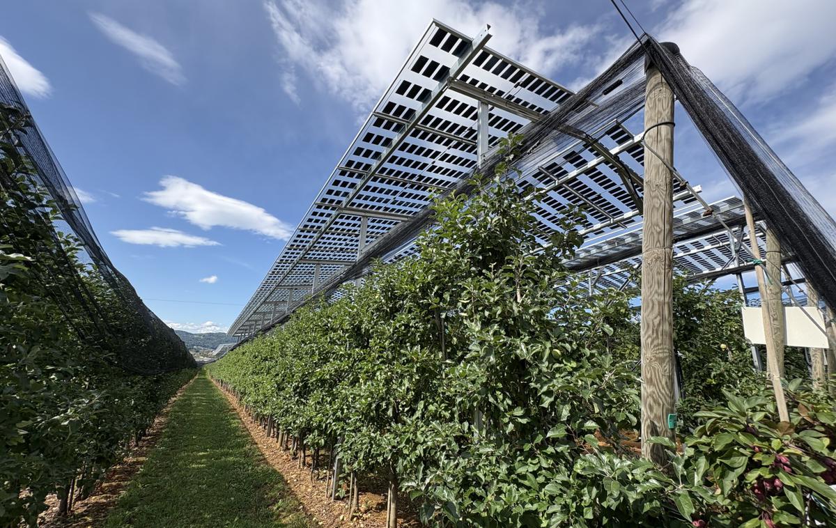 agrofotovoltaika | Foto STA