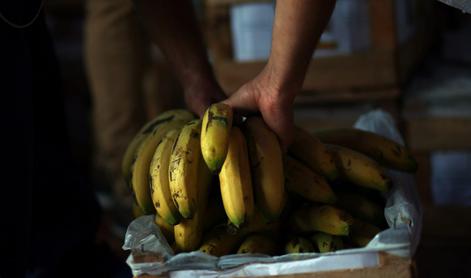 Ruski cariniki med bananami odkrili ogromno količino kokaina