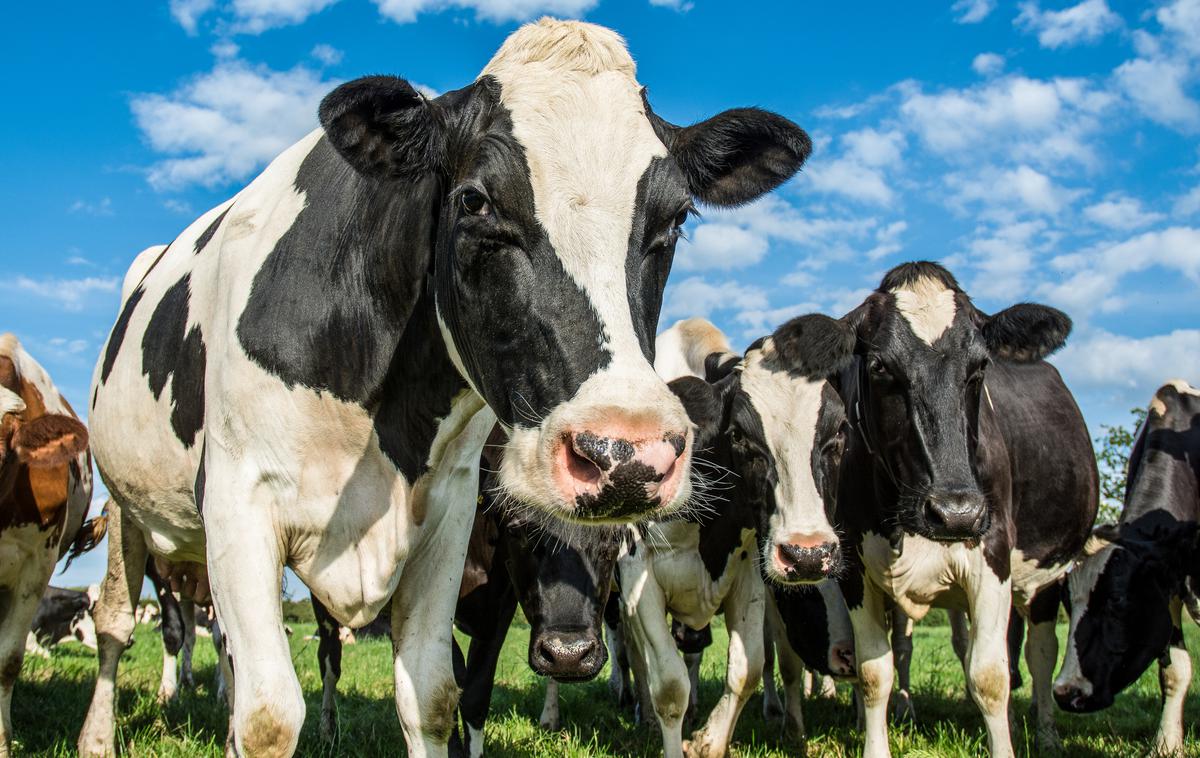 krave | Odkritje bolezni norih krav po zagotovilih škotske vlade ne predstavlja tveganja za zdravje ljudi.