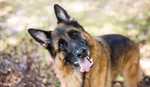 Zakaj psi obračajo glavo, ko govorite z njimi?