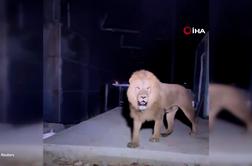 Pobegli lev napadel kmeta. Tako se je končalo. #video