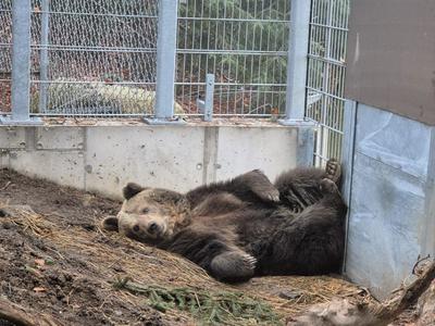 Medvedka Mici se prilagaja novemu življenjskemu okolju