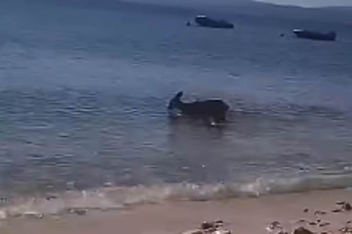 Srna | Srna je v Baški na Krku pred dnevi zaradi pomanjkanja vode zašla v morje.  | Foto FB/Kanal Ri