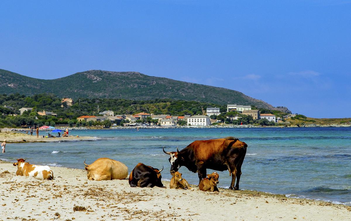 Korzika plaža krave | Foto Getty Images