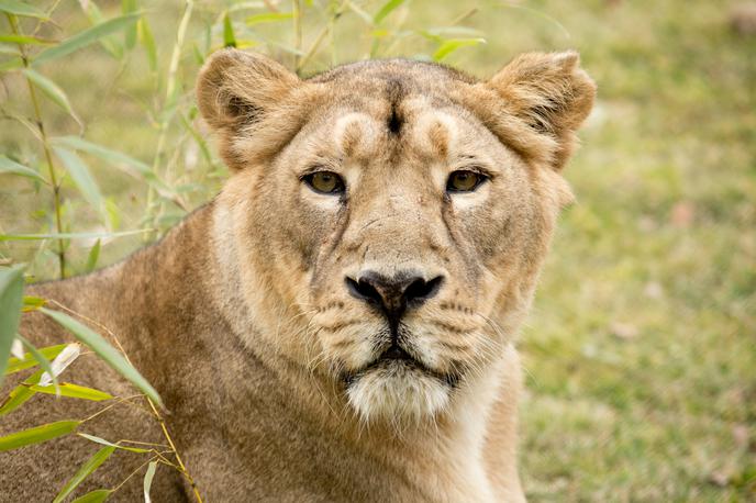 levinja Čaja | Levinjo so morali zaradi slabega zdravstvenega stanja v sedemnajstem letu evtanazirati. | Foto Petra Hrovatin/ZOO Ljubljana