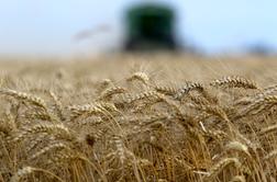 Bo poceni ukrajinska pšenica usodna za slovenske kmete?