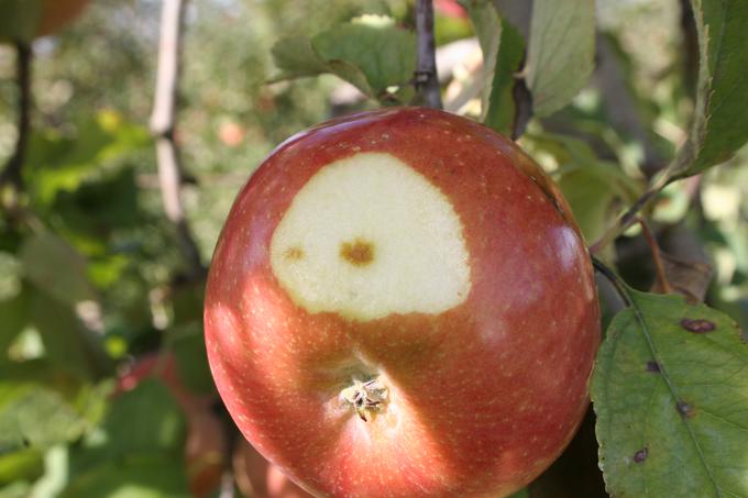 Poškodba in posledica vboda marmorirane smrdljivke na nasadu jablan. | Foto: Mojca Rot