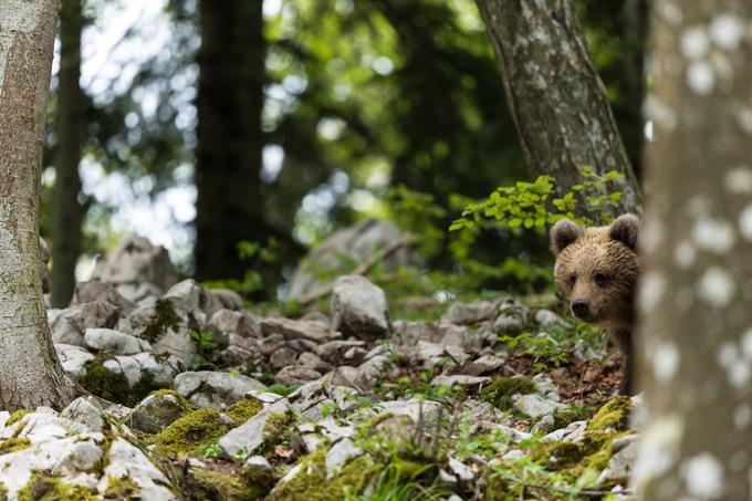 medved, kočevski gozd | Foto: Christine Sonvilla (www.slovenia.info)
