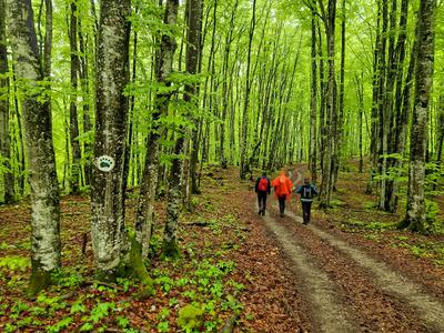 V torek se odprejo prijave za pohod Po medvedovih stopinjah