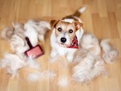 Spomladanska menjava dlake: kaj je normalno in kaj znak za alarm?