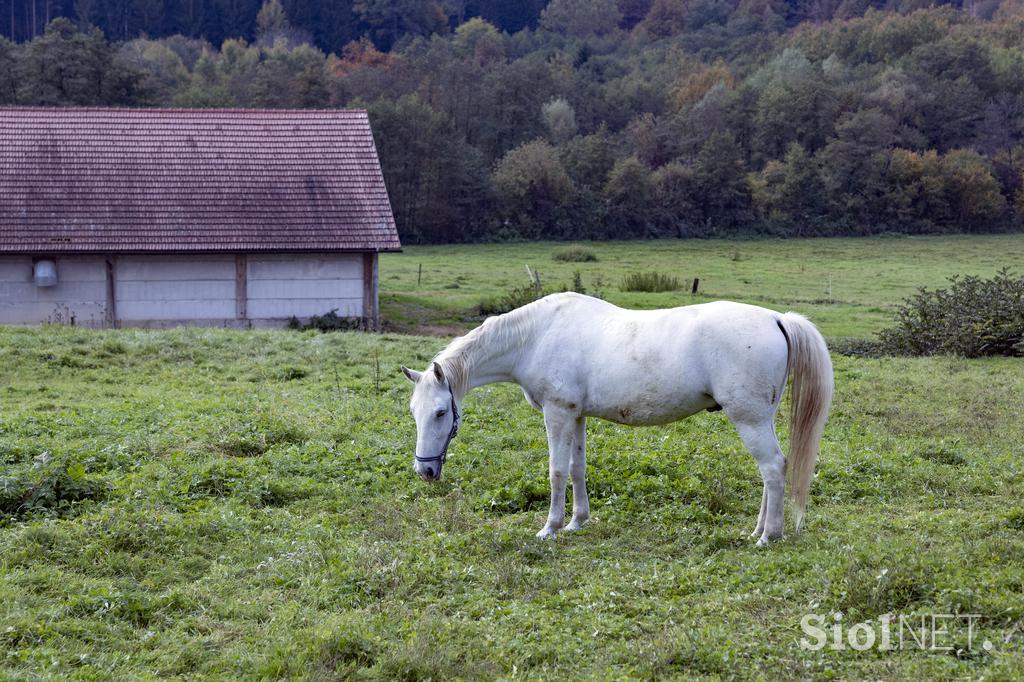 Pedagoško raziskovalni center za konjerejo Krumperk
