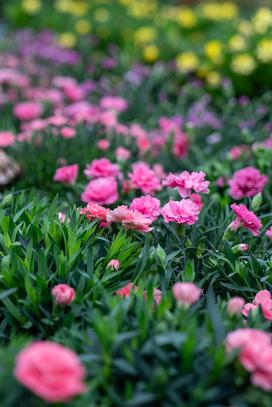 Eurogarden