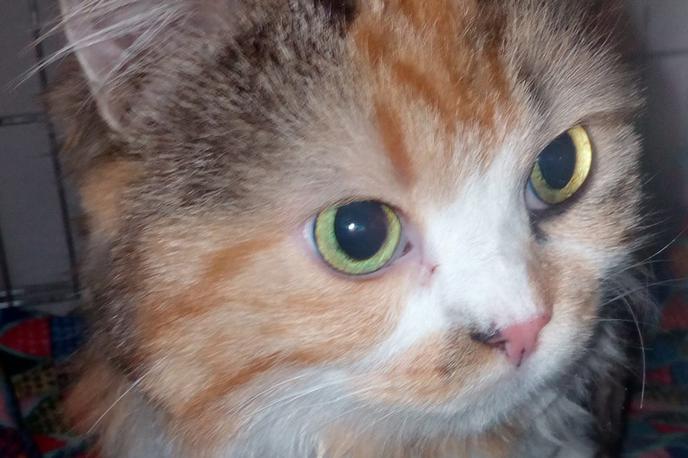 Muca, najdena, Danska | Kako se je slovenska mačka znašla na Danskem, ni znano, prevladuje pa teorija, da se je tja najverjetneje pripeljala kot slepa potnica na tovornem vozilu. | Foto Facebook