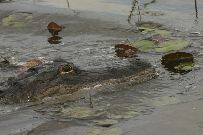 Mladi ameriški aligatorji lahko obnovijo skoraj do ene petine dolžine svojih repov, je pokazala ameriška raziskava. | Foto: Reuters