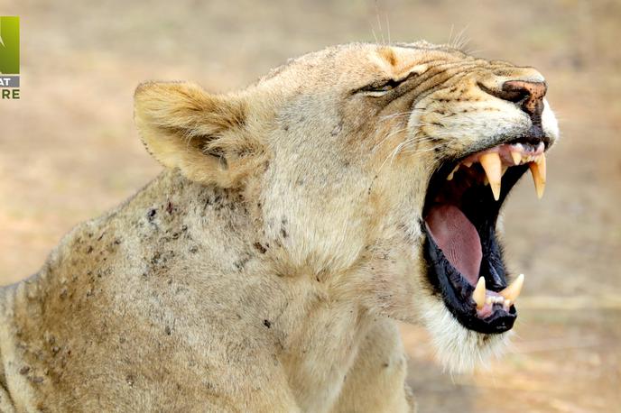 Januar na Viasat Nature | Dokumentarna serija Dežela velikih mačk nas bo popeljala v zambijsko dolino Luangwa in nam predstavila tri mogočna levja krdela. | Foto Blue Ant Media