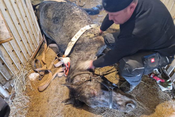 Reševanje kobile | Kobilo je pregledal tudi veterinar.  | Foto FB/PGD Pivka