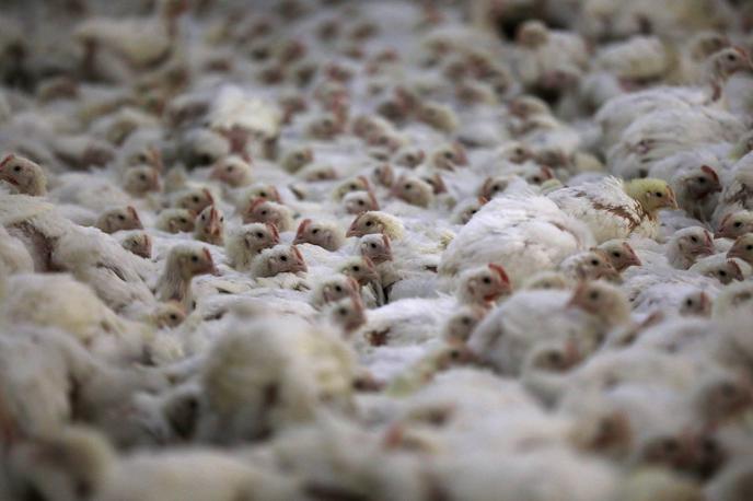 piščanci, perutnina | Foto Reuters