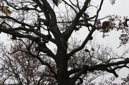 Močan veter v četrtek povzročal nevšečnosti