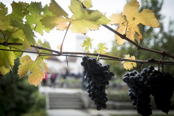 Čas, ko Ljubljana upraviči svoj naziv mesta trte in vina