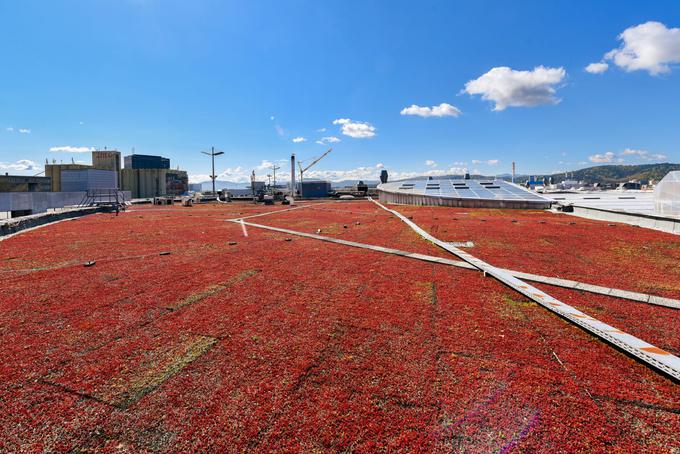 Z vegetacijo na strehi bodo v Cityparku poskrbeli za boljšo filtracijo zraka. | Foto: Robert Krumpak