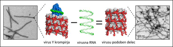 krompirjev virus Y | Foto: Kemijski inštitut