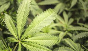 Pomembna novica za podpornike legalizacije marihuane