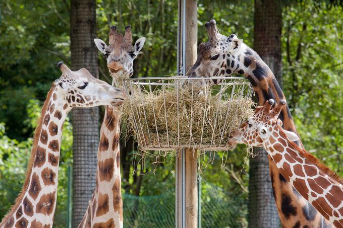 Žirafji samec Reihold je bila zadnja pridobitev ljubljanske črede žiraf. Skotil se je leta 2002 v Nemčiji, v Slovenijo pa je prispel leta 2011 iz živalskega vrta na Madžarskem. Bil je najstarejši, največji in najtemnejši v čredi. Po podatkih živalskega vrta iz februarja letos je tehtal 1167 kilogramov. | Foto: 