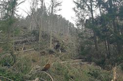 Vetrolom po gozdovih povzročil za 5,6 milijona evrov škode