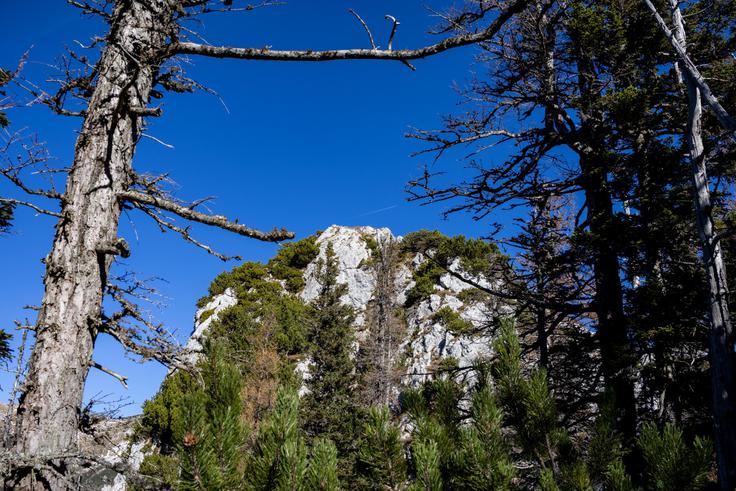 Dobrih deset minut pred vrhom se nam ta tako pokaže izza dreves. | Foto: Matej Podgoršek