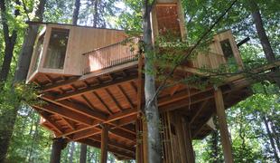 Polsedmi meter nad tlemi: drevesna hiša preseneča Celjane (foto)