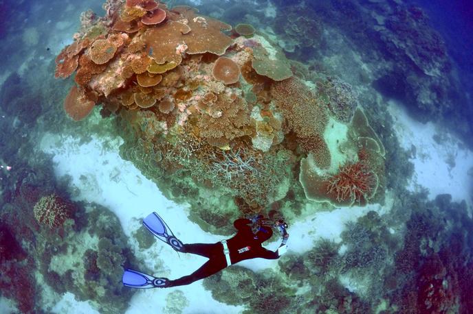 koralni greben | Foto Reuters